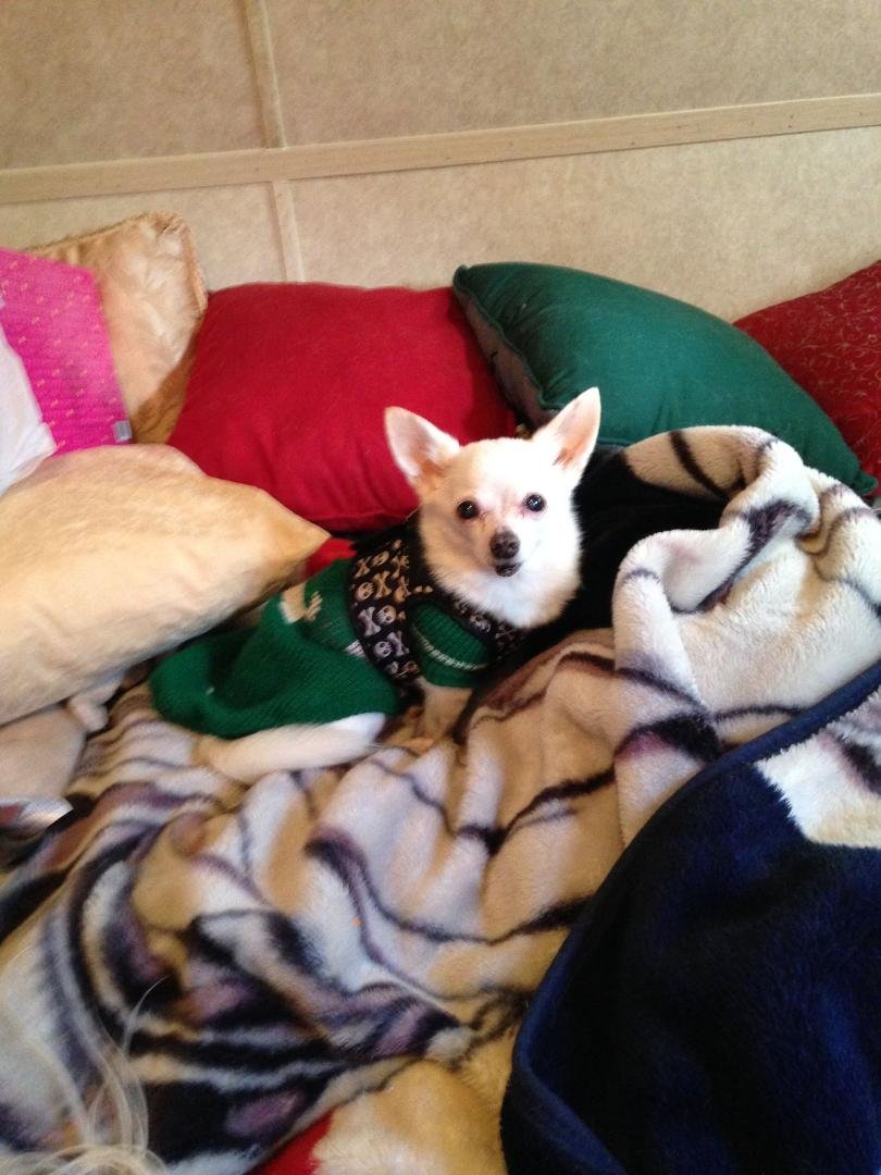 my 18 year old chihuahua