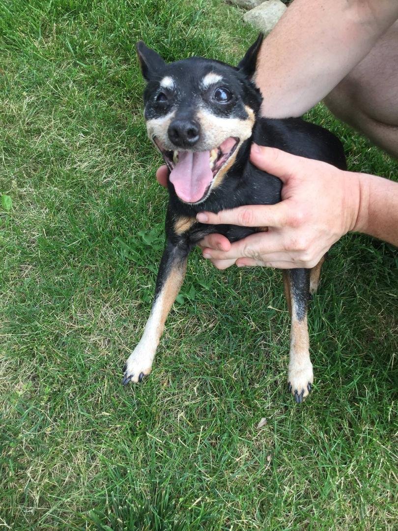 I'm going to post this sweet little dog again. He was on Sunset and Ridge in Englewood on July 4th. He was very hungry. I believe he is blind in his right eye, and he seems to be an older dog. . He is now at the Montgo
