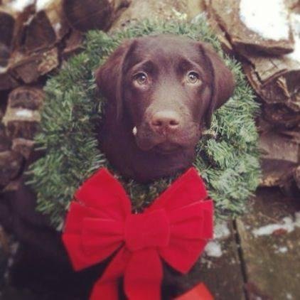 Merry Christmas to all our friends and family.