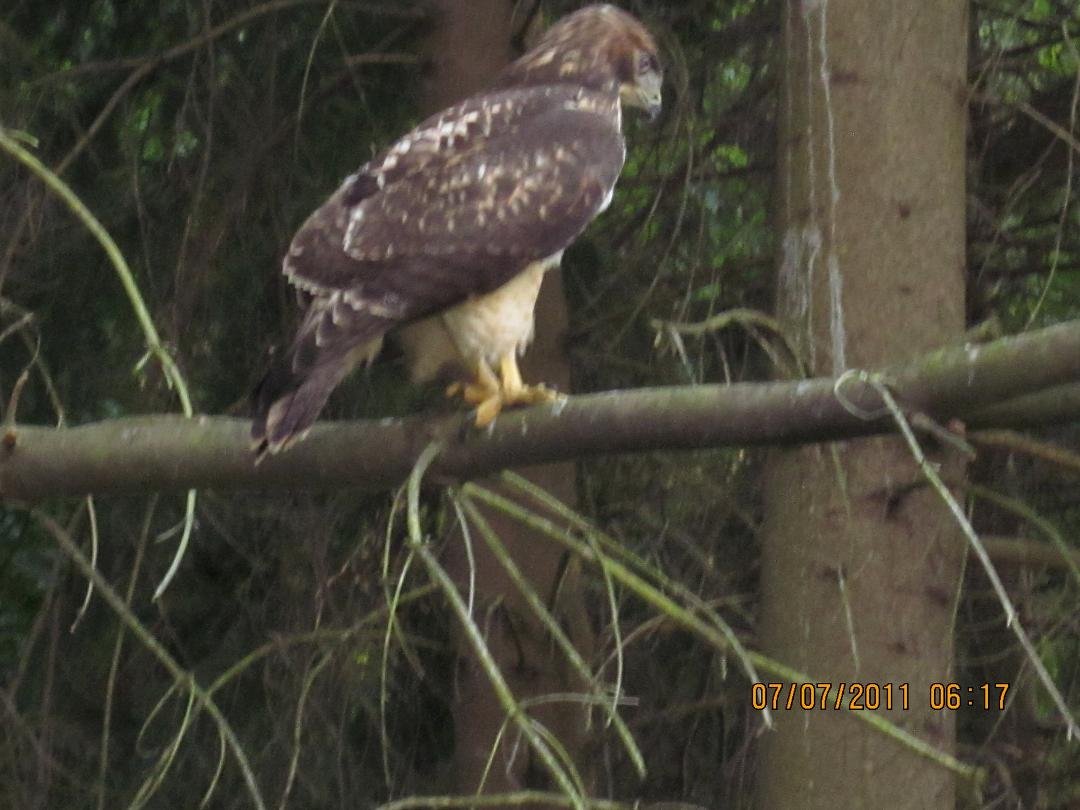 Just one hawk on Grouse