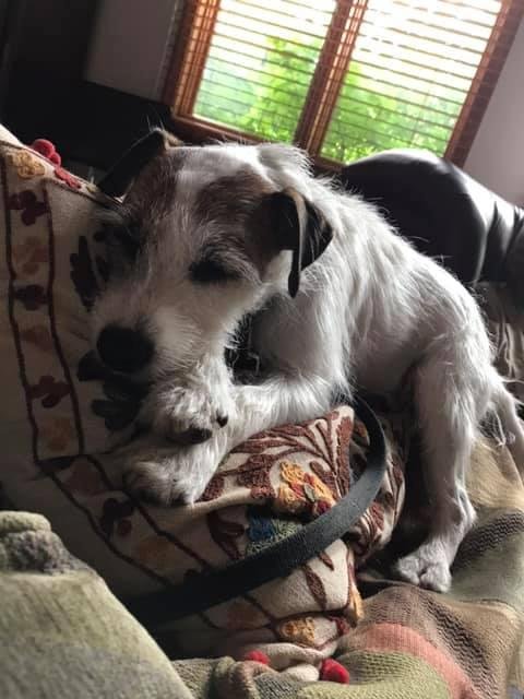 National doggie day💘