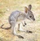 In keeping with that which I have obligated myself into via clicking 'like', I give you BABY KANGAROO.