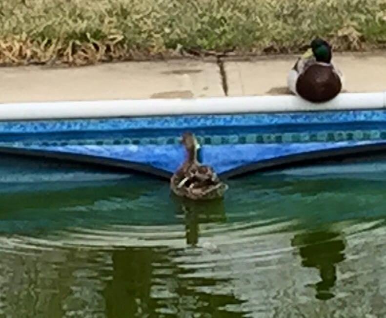 George and Martha Mallard visiting our pool.