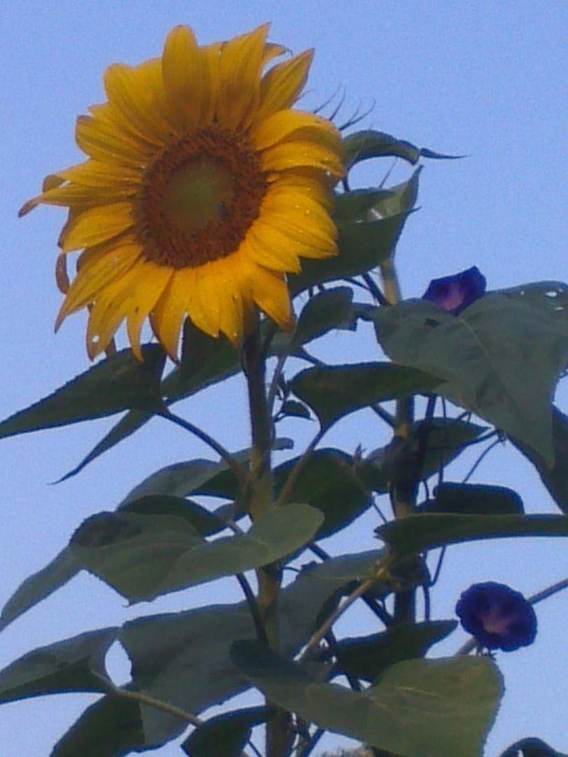 This Sunflower is at least 10ft tall! Happy August!