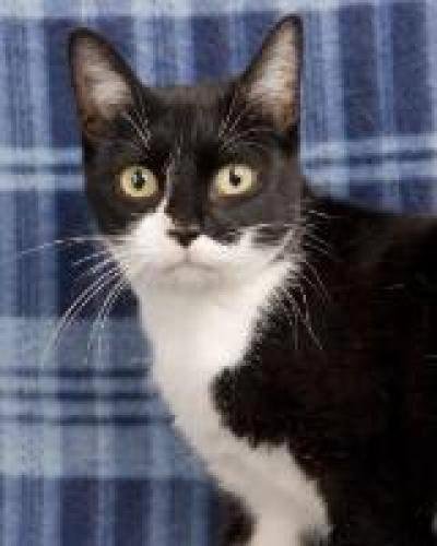 From the Brady household:   Look who we adopted this week! Her name is Delta and she is a teenage kitty with perfect manners and disposition. We found her at the Cheatham County Animal Shelter. She has a twin and another fe