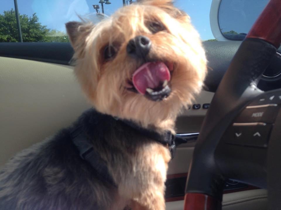 I'm in Adelanto, my dog took off to check out the neighborhood... He's lost now... If you know any one up here help me.... His hair is very short right now. He's wearing a jacket, black, with red, grey, white bones on it...
