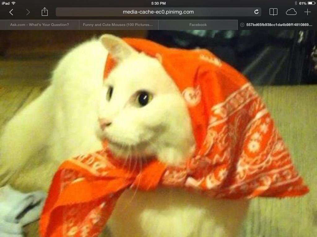 Greg Wachtel, this is a babushka.