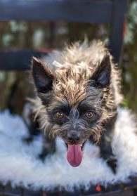 Moxie- when adopted from TLC. Saw this pic in Nugget and could not believe a dog could be so ugly. Smartest dog we've owned. And, with her coat completely grown back- really cute.