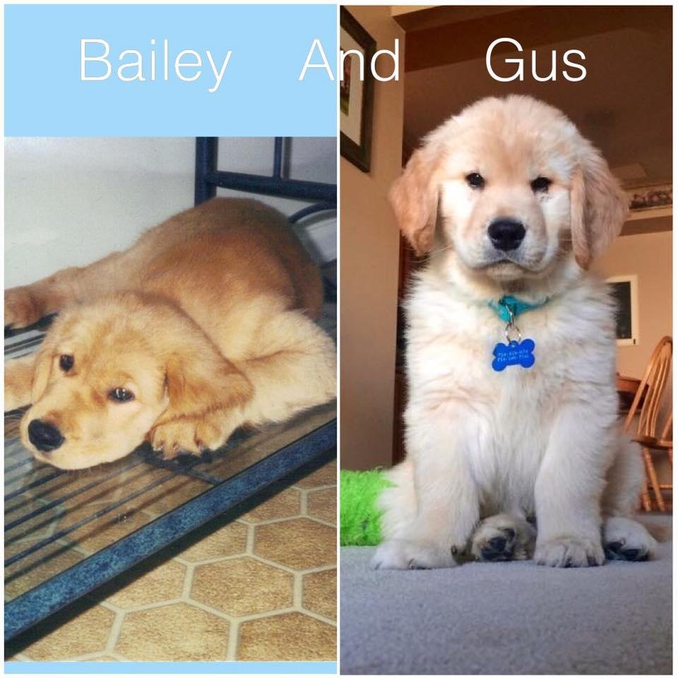 In honor of National Puppy Day, I present you Bailey and Gus as puppies. I miss my Bailey everyday, and Gus is ingrained himself on my soul as well.