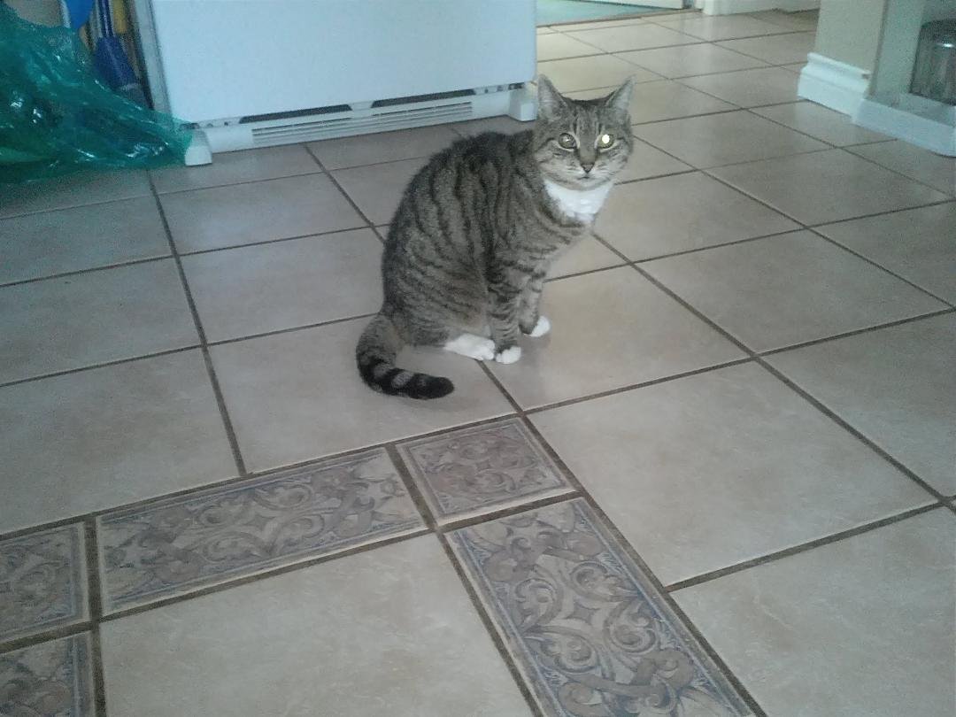 Lost another best friend Bandit.