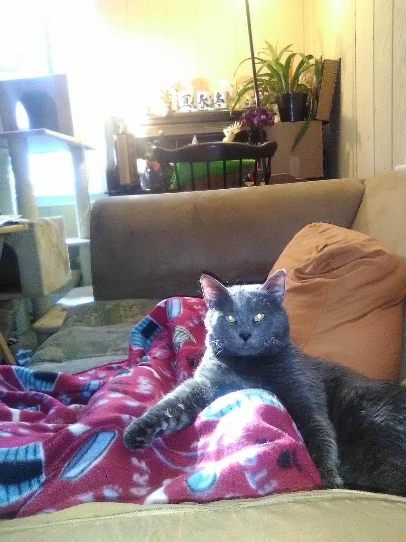 A contented moment in the middle of a life the quality of which is sinking too rapidly to fix. Thor, my kitty, I love you! (No, Thor is not ill. Neither am I, not really. It's just life and to say it sucks would be a gross