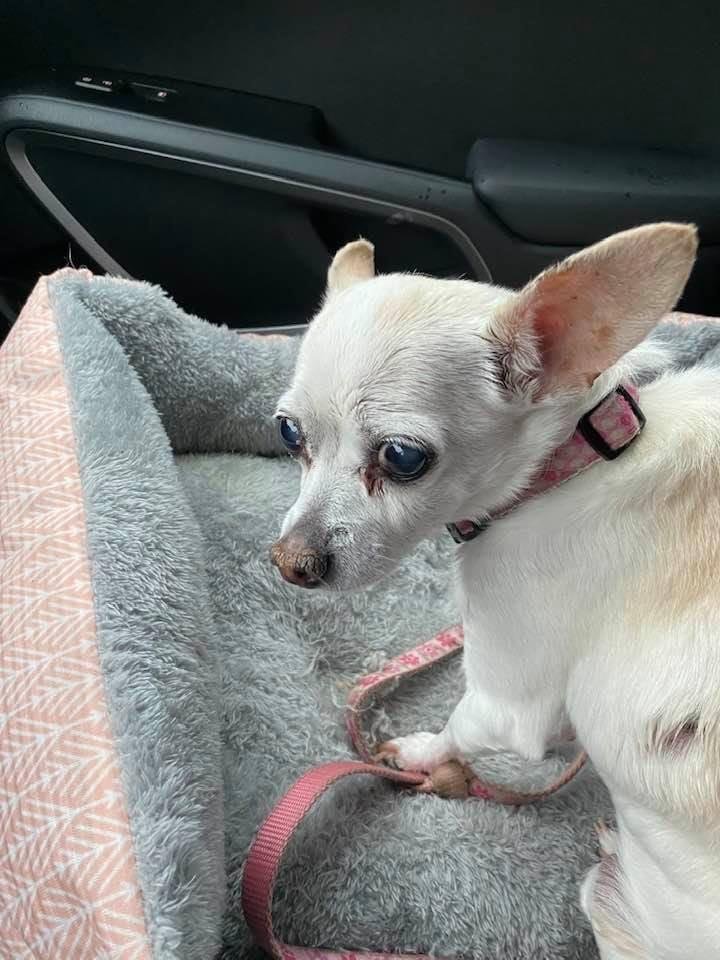 Today we had to put our sweet little dog Bell down. I will be forever grateful for the the unconditional love she gave to our family for 16 wonderful years. Love you Bell rest in peace.