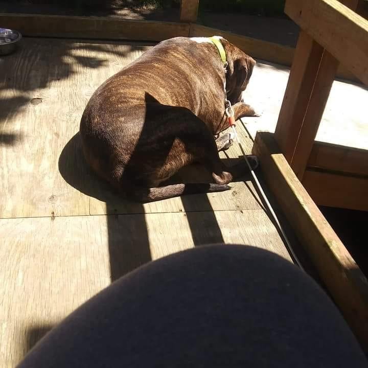 Tyler was relaxing on the landing outside in the sun