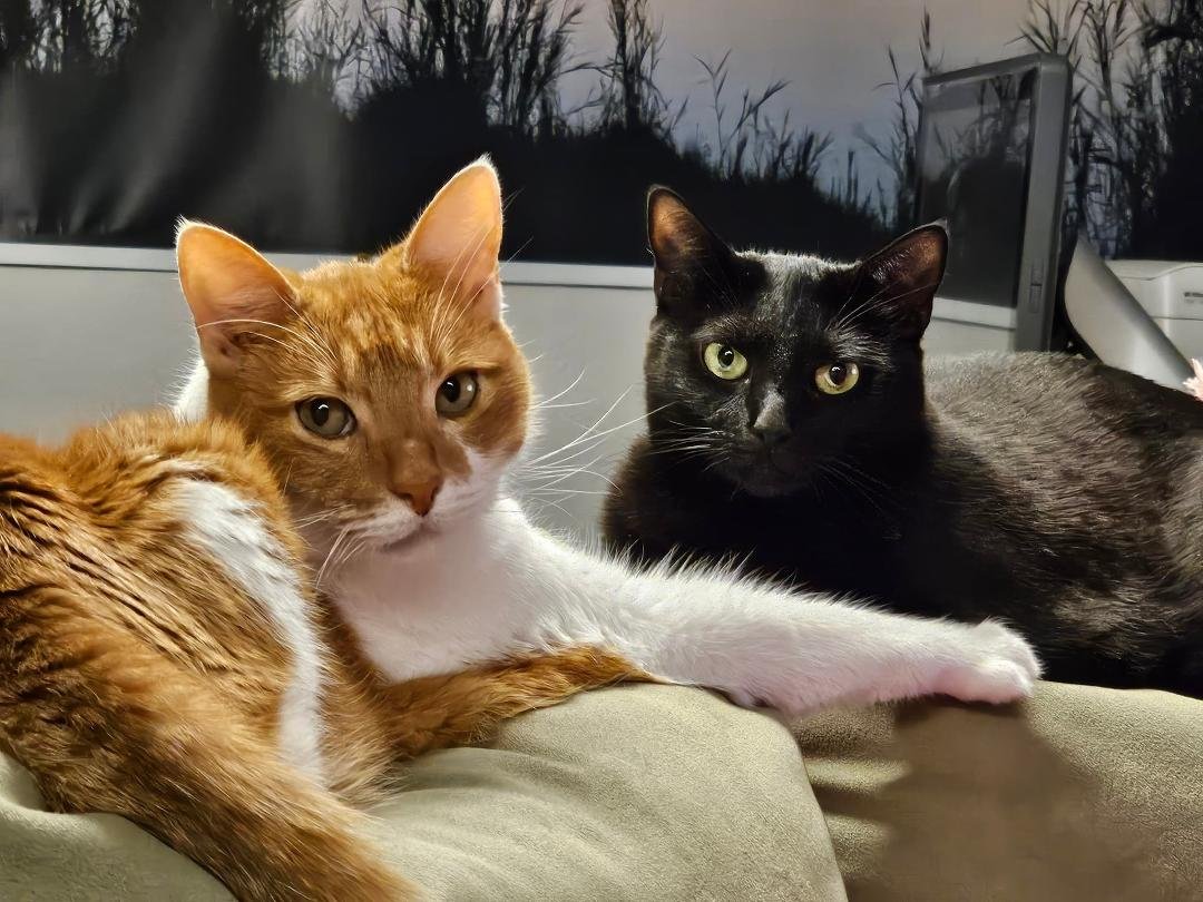 Richie (left) and Billie (right) still have not revealed their picks for tonight's game.