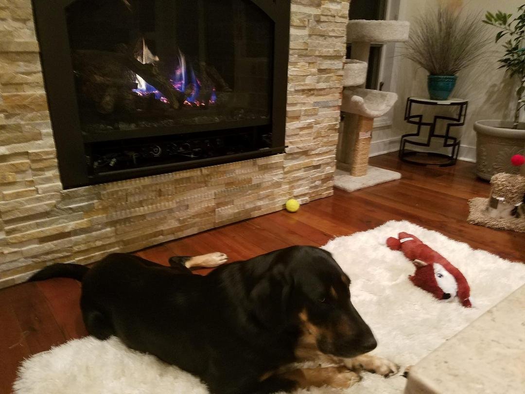 After losing Brooklyn to cancer we finally adopted Roxy from the Humane society. A stray from Tennessee. Broken teeth, scars, but tail always wagging.