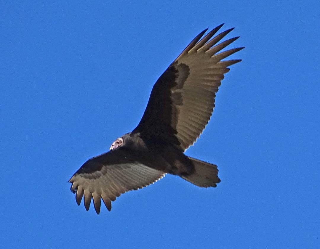 I was down at Wendy beach with my little puppy photographing a sky filled with vultures. We were the only ones there so I let Bibi run free. After taking some shots I looked around for her and saw her down on the beach fl