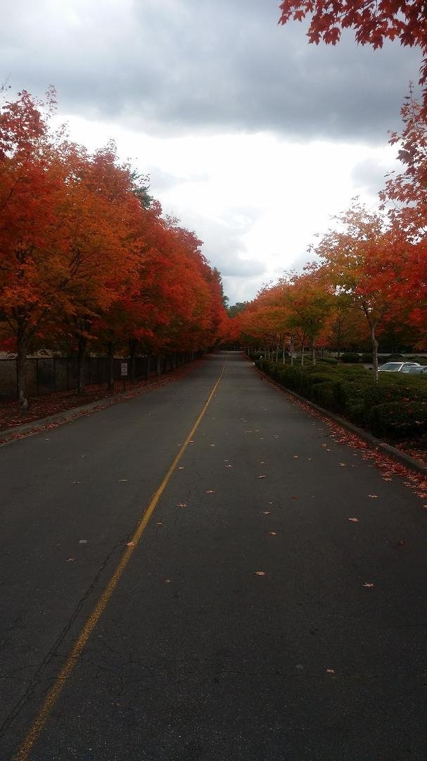 The ravages of Fall is on full tilt with the color change of sugar maples splender wrapped in red foliage in full panoramic perspective on this road to somewhere.