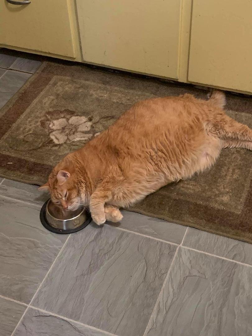 As we know this a fat cat. At the vet today he was weighed. Has not gained any weight since he came here from Grandmas. Hasn’t lost any either. I think my declawed cat bit him. Got infected. So we will play doctor for 10 da