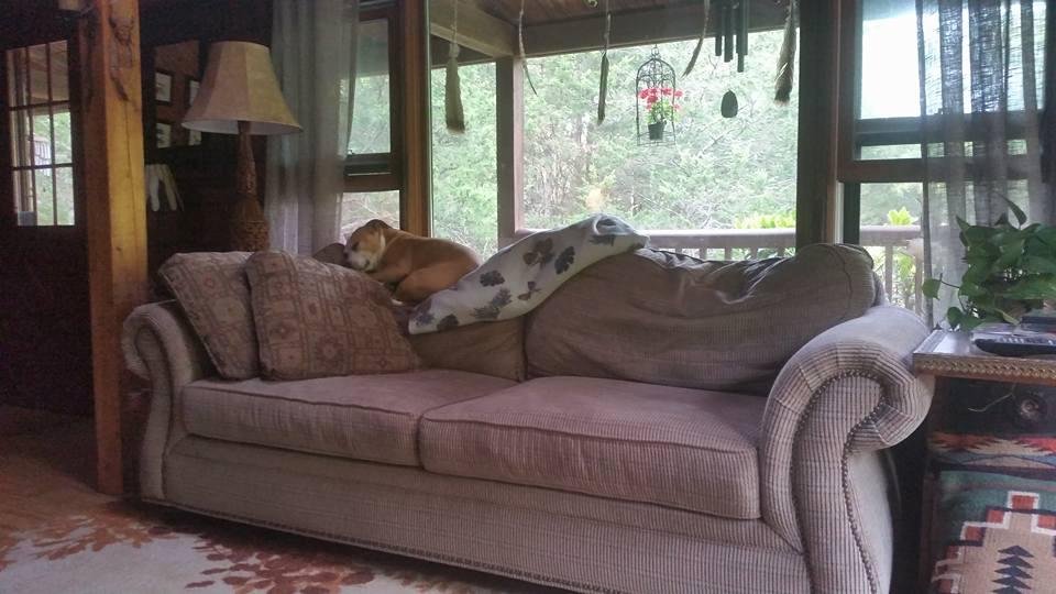 Doggy bed?