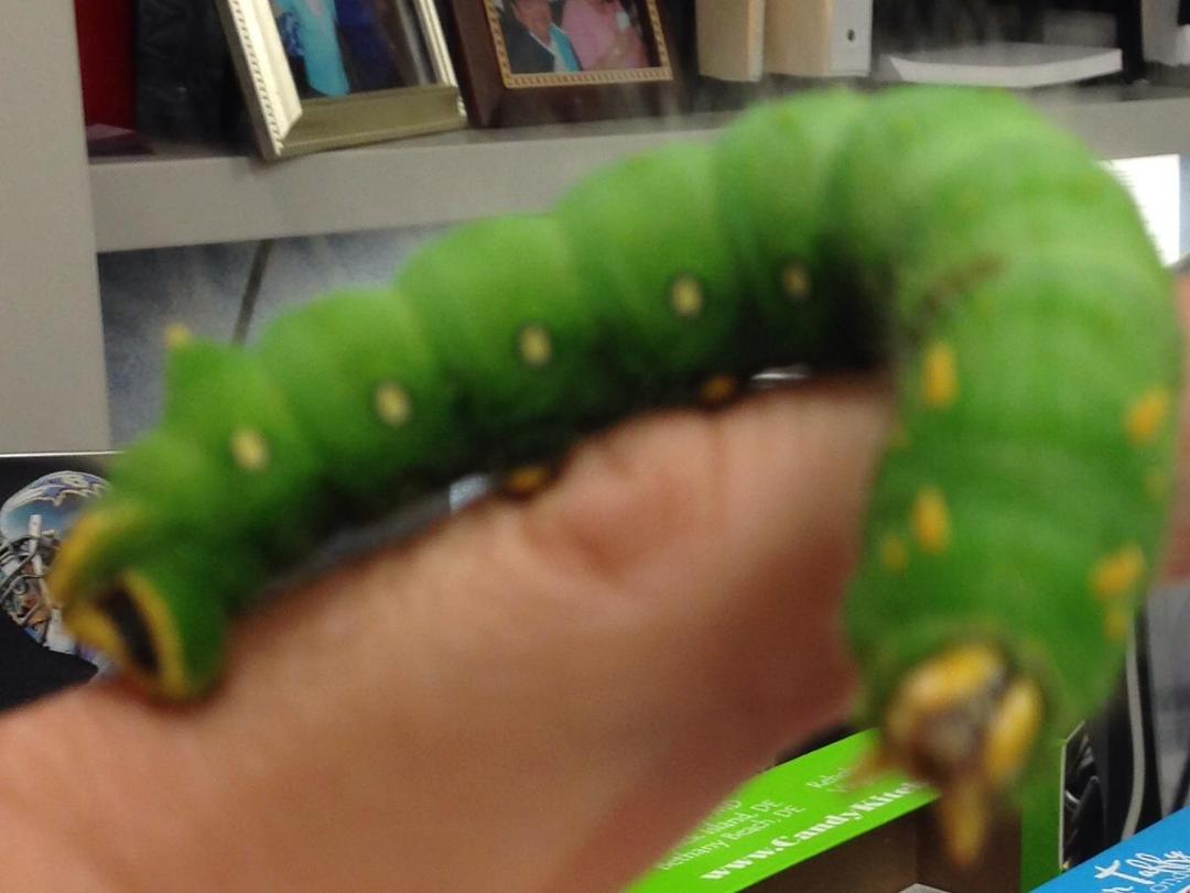 Look what present Marge brought in for Dan today. Say hello to Horatio Von Peppercorn 😳😃