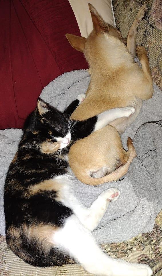 Candice Miller's album, Timeline photos