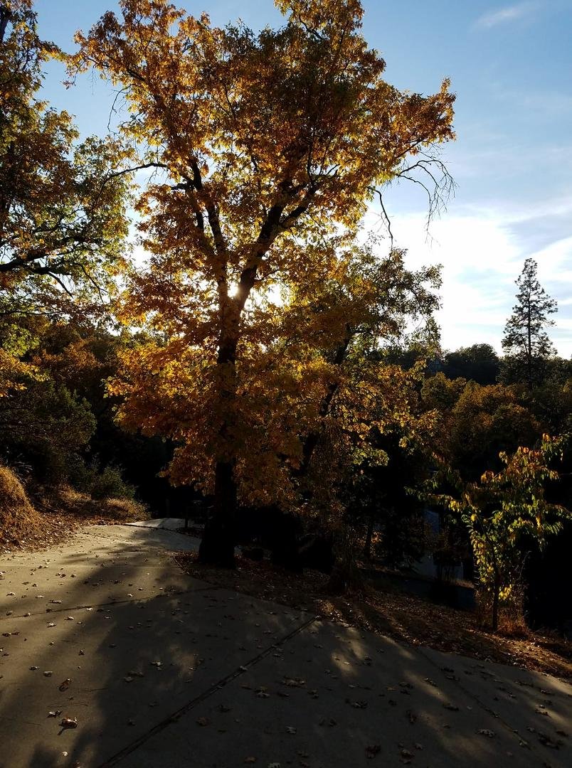Fall at the Tree House.