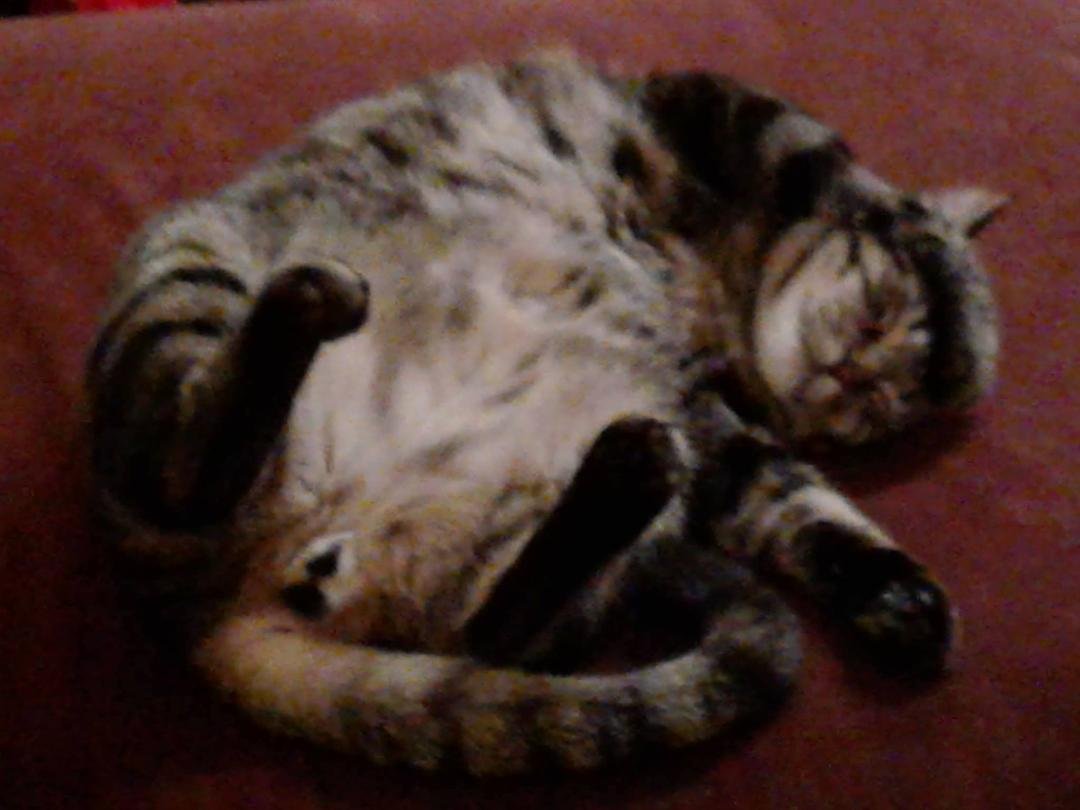 Kitty dreams...