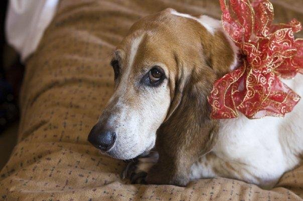 Merry Christmas from Chelsea