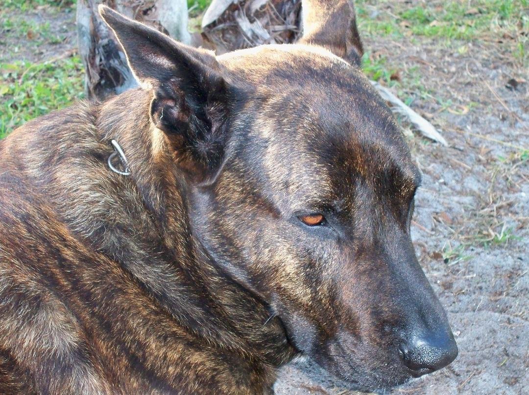 Total love total loyalty very territorial very protective a member of the family