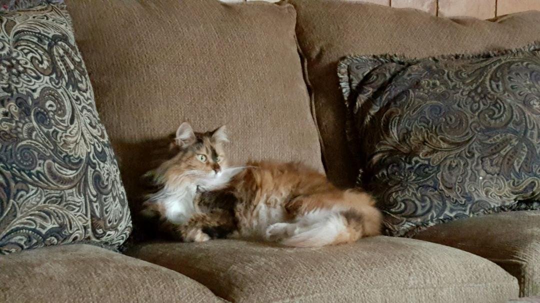 Zoey loves the new couch "we bought for her."