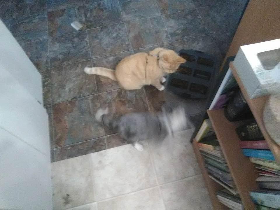 Ricky and Stormy, aka “the blur” playing together.