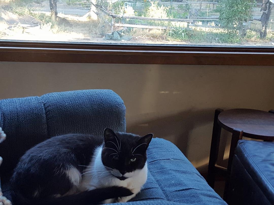 Mr Cujo
We will miss you.
We got you as a 4 week old kitten who I needed to be tough so I named you Cujo. You and your sister Jeezy used to run up and down the stairs and you sounded like a herd of elephants.
The cat with