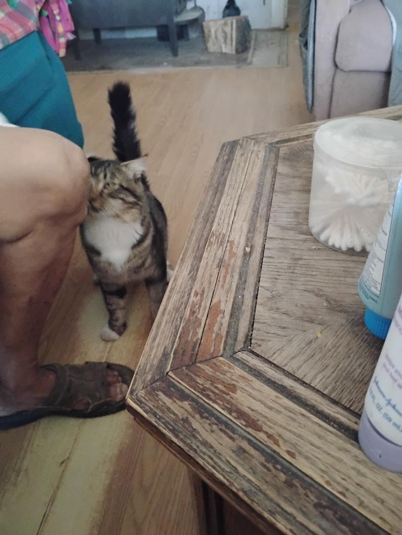 We opened our side door and this young man just said shade right into our house. He just let us know that he is picked up to be his adopted parents. So we have named him Chester. He will be getting fixed next week. I hope h