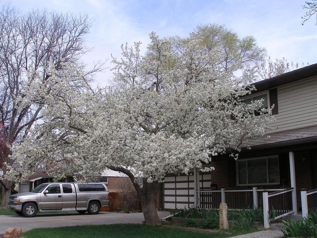 This is our crabapple tree today. Tomorrow??? Lots of snow forecast for tomorrow and Sunday. Whether or not we get any crab apples is questionable. Trees with white blossoms have larger fruit than the ones with deep pink