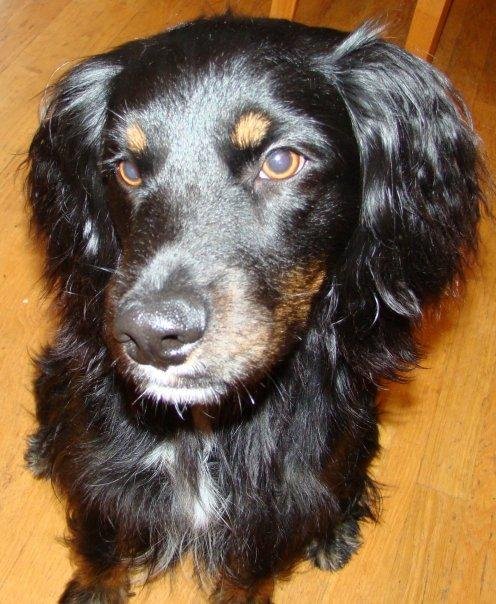 "Jack" all grown up and looking for a "treat"! (He performs tricks!)