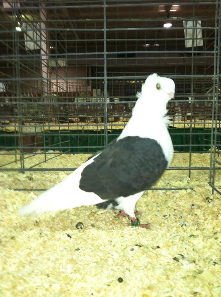 Best of Breed Old German Owl bred by a youngster, Jake Meneou.
