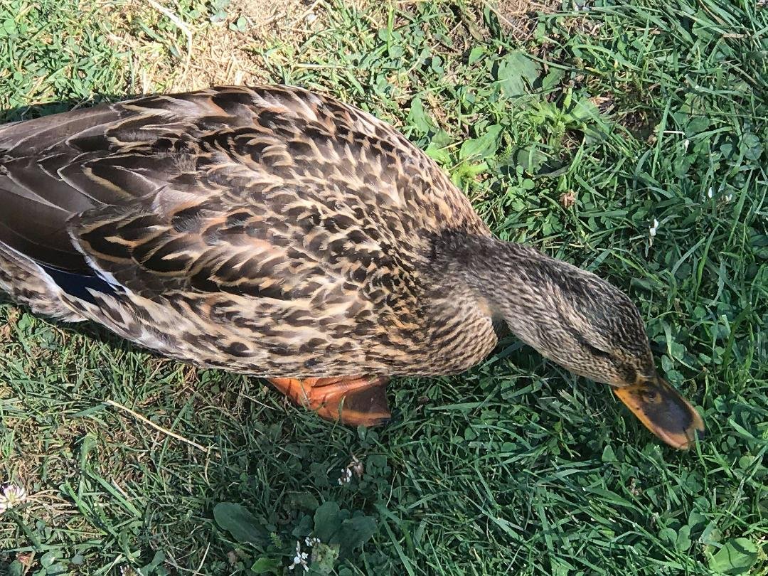 Duck looking for a hand out