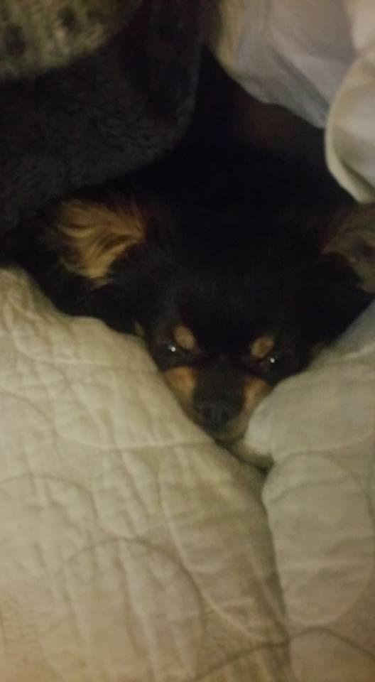 Sweet Little Bandit all settled in and cuddled up for the night. Been for his walk and had a treat. Gotta sleep tight till the morning comes.