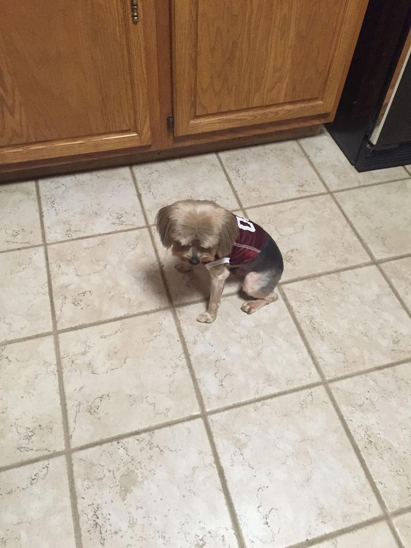 They had to shave my baby cause he was so knotted up. But he got a MSU jersey for being so good. He is ready for some football.