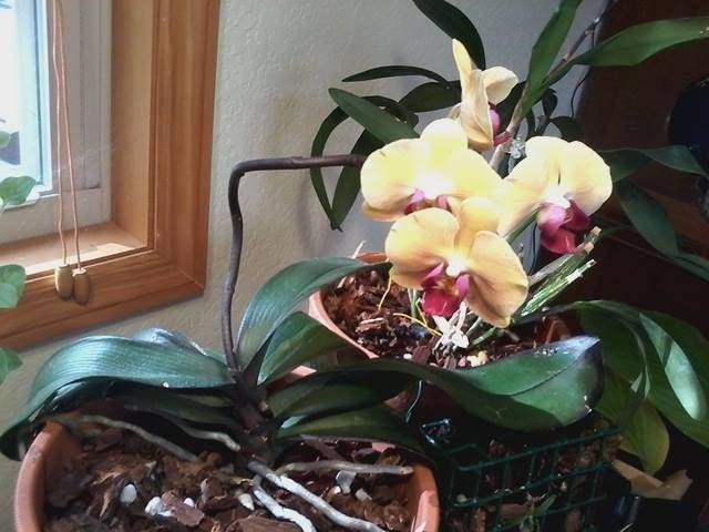 Kathy's Mother's Day orchid six years ago. Still as beautiful as ever. (the orchid, too) :)