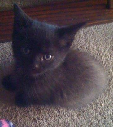 Latest addition to the family.