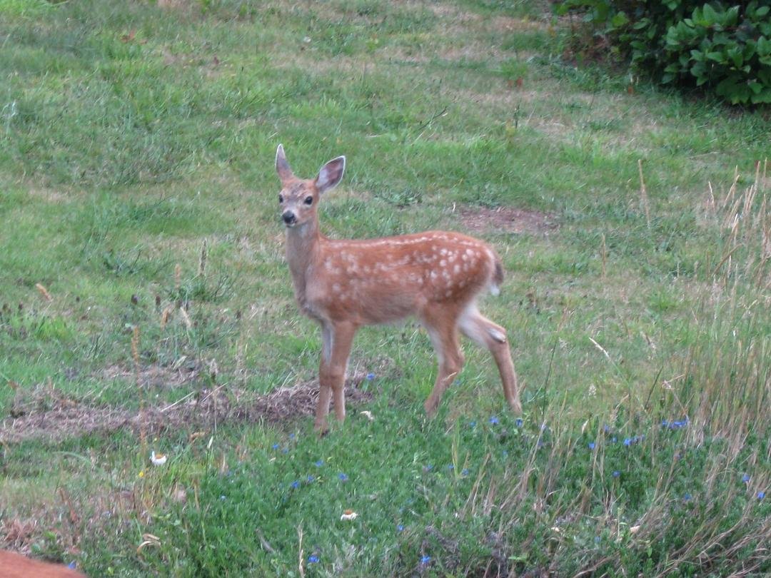 Latest fawn pic in the back yard.
