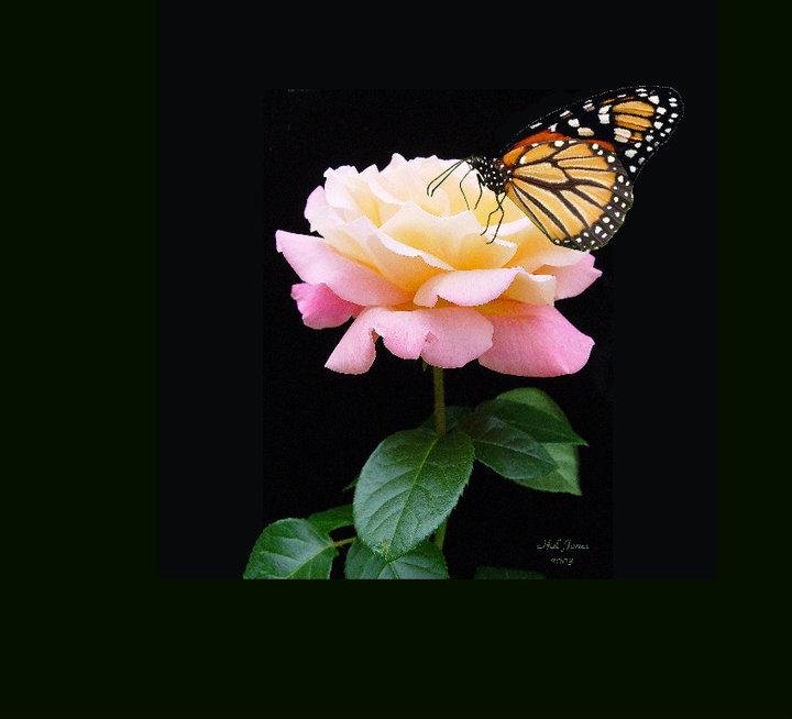 HAROLD (Hal) Jones' album, Our Flower Garden