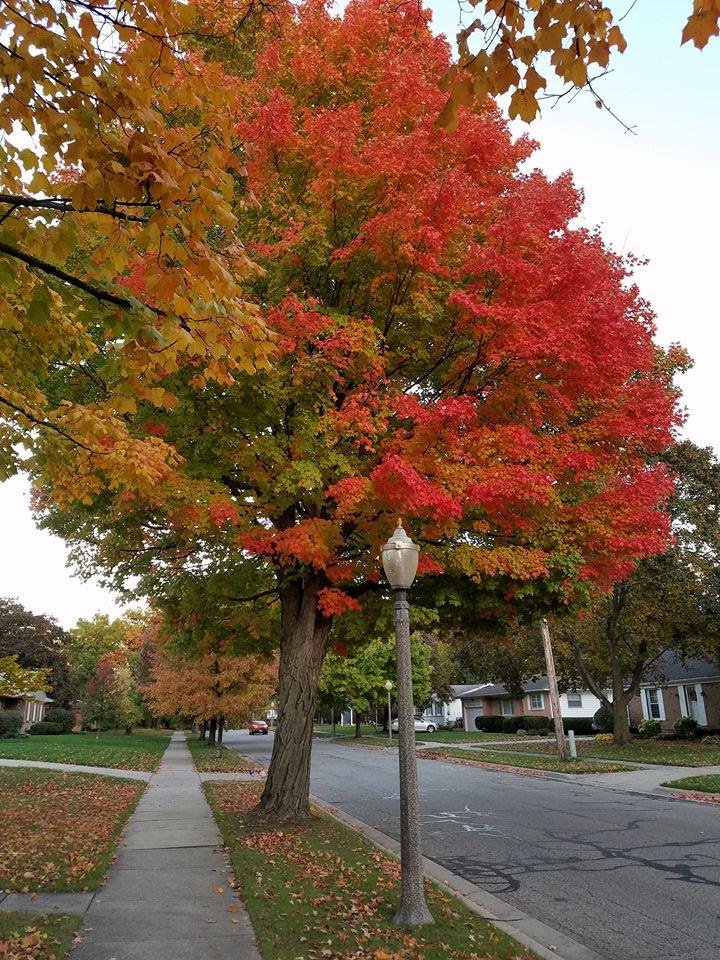 One of our favorite maples celebrating fall.