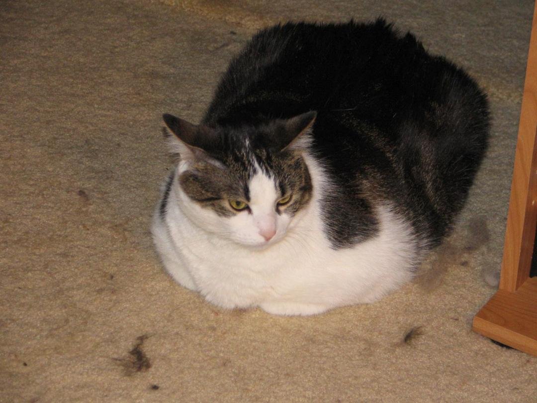 Baby (Big Mama) 1993-2014