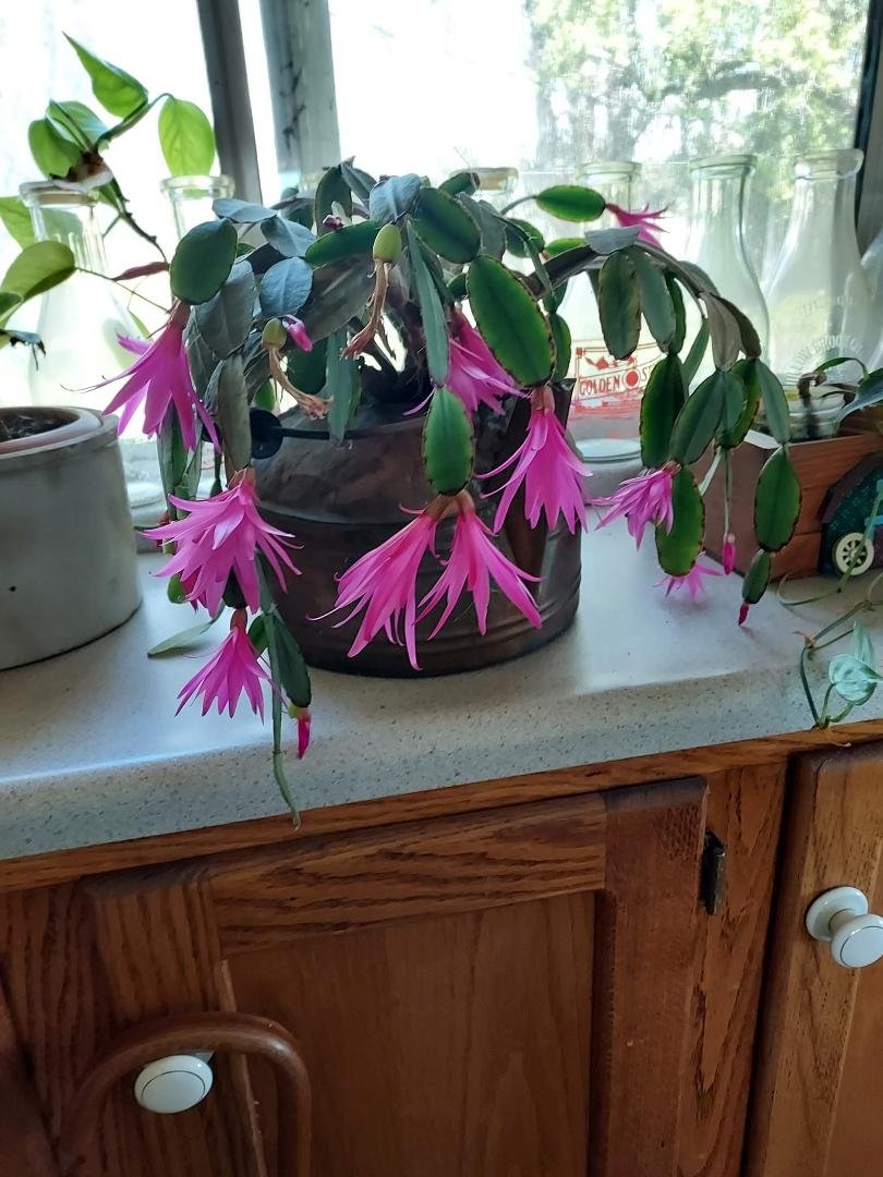 My Easter cactus is getting bigger and finally decided to bloom