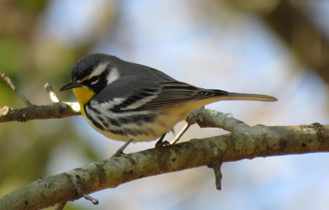 Yellow-throated Warbler. Loves suet.