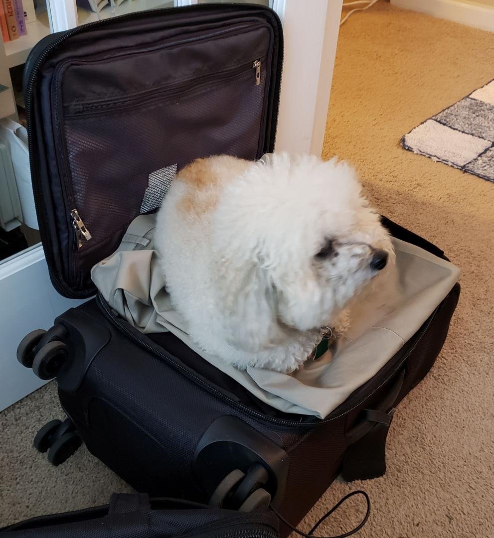 Bob wants to come with Grandpa this week!