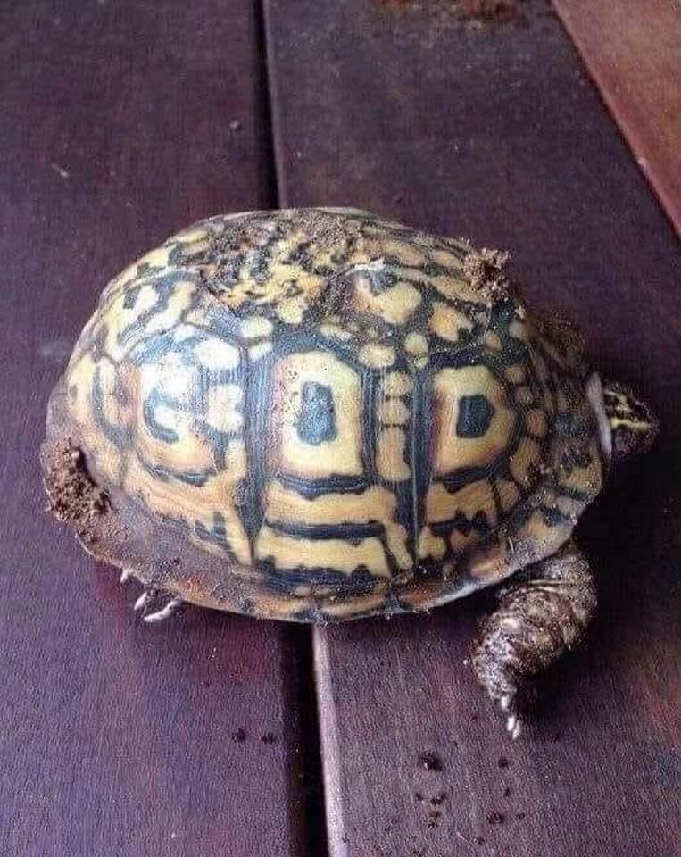 Look at this Phenomenal shell what is the first thing you see...