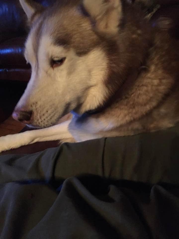 Minnie paying on dad's chair. .